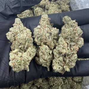 Glookies 🦍🍪